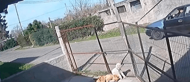 Hombre capturó a presunto ladrón, lo amarró a su auto y lo arrastró por ocho cuadras Hombre capturó a presunto ladrón, lo amarró a su auto y lo arrastró por ocho cuadras