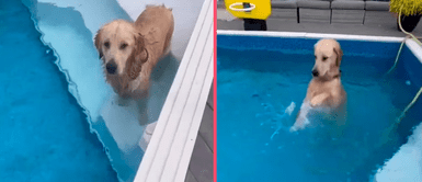 Perrito no resistió el calor y se escapó de su casa para meterse a la piscina del vecino Perrito no resistió el calor y se escapó de su casa para meterse a la piscina del vecino