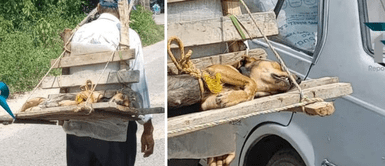 La perrita se volvió viral tras ser auxiliada por su papá humano. Anciano enternece al llevar a su perrita en la espalda tras ser esterilizada