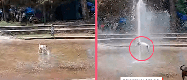 ¡Salió volando! Perrito se encontraba jugando con una pileta y fue golpeado por su tremenda fuerza ¡Salió volando! Perrito se encontraba jugando con una pileta y fue golpeado por su tremenda fuerza