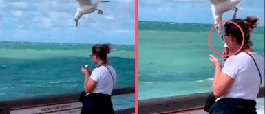 ¡Al mismo estilo de Misión Imposible! Gaviota roba el helado de señorita sin que se dé cuenta y se vuelve viral ¡Al mismo estilo de Misión Imposible! Gaviota roba el helado de señorita sin que se dé cuenta y se vuelve viral