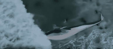 Esto es lo que sucederá con la ballena varada. ¿Qué pasará con la ballena varada en la playa Señoritas de Punta Hermosa?