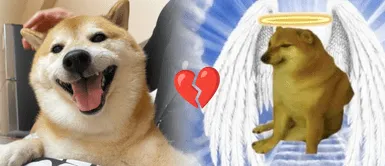 Murió ‘Cheems’, el perro más famoso en internet por sus icónicos memes Murió ‘Cheems’, el perro más famoso en internet por sus icónicos memes