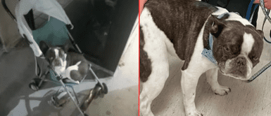 El perrito quedó totalmente abandonado en el aeropuerto. Mujer dejó a su perro en el aeropuerto tras enterarse que no podía viajar sin jaula