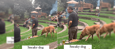 Perrito sació su hambre con pizza ajena. Perrito sació su hambre con pizza ajena.