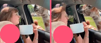 ¡Terminó embarrada! Llama ataca a madre e hija con fuerte escupitajo y se vuelve viral en redes ¡Terminó embarrada! Llama ataca a madre e hija con fuerte escupitajo y se vuelve viral en redes