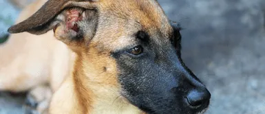 Descubre los signos de un perrito que va a cruzar el arcoíris. ¿Cuáles son los síntomas de un perro que se va a morir?