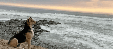 La historia de Vaguito, el perro que espera a su dueño todos los días frente al mar de Punta Negra La historia de Vaguito, el perro que espera a su dueño todos los días frente al mar de Punta Negra: "Era pescador"