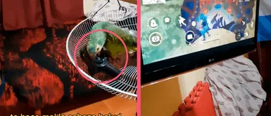 ¡El loro gamer! Lorito pelea con su papá humano por no querer parar de jugar videojuegos: “Es noche de Free Fire” ¡El loro gamer! Lorito pelea con su papá humano por no querer parar de jugar videojuegos: “Es noche de Free Fire”