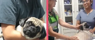 ¿Cómo se encuentra ‘Dachi’ la perrita que fue apuñalada en La Victoria?, este es el estado actual de la Pug ¿Cuál es el estado de ‘Dachi’, la perrita que fue apuñalada en La Victoria? Así se encuentra la pequeña Pug