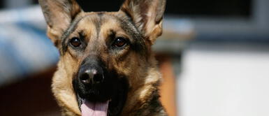 Narcotraficantes dedican emotivan carta de despedida a perro policía antidrogas: "Tenemos sentimientos" Narcotraficantes dedican emotivan carta de despedida a perro policía antidrogas: "Tenemos sentimientos"