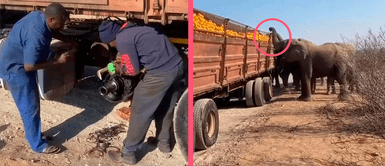 Camiones de carga sufren fuerte avería y elefantes se comen toda la fruta en Sudáfrica Camiones de carga sufren fuerte avería y elefantes se comen toda la fruta en Sudáfrica