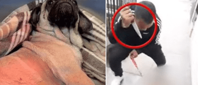 La perrita fue atacada por sujeto que buscaba venganza. No dejemos atrás a Dachi: Ayuda a que la perrita reciba la operación que le salve la vida tras feroz ataque