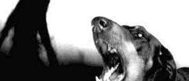 Perro aúlla en las madrugadas ¿Ven pasar a la muerte? Revelan la razón del por qué los perros aúllan en la calle de madrugada