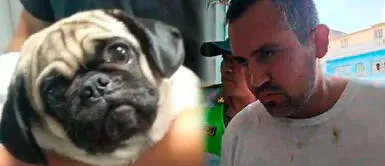 Sujeto que atacó cobardamente a perra Dachi fue sentenciado con prisión efectiva ¿Justicia Divina? Sujeto que acuchilló a perrita fue sentenciado con año y medio de cárcel