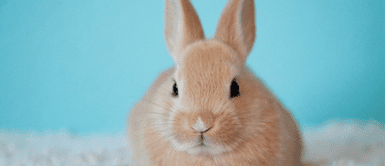 Conoce la sorprendente lista de animales prohibidos en España. Prohibición histórica: Gobierno español veta estos animales como compañeros domésticos