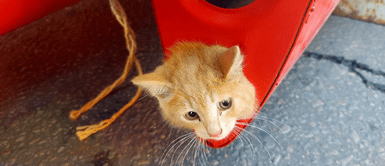 El felino fue auxiliado por las autoridades rusas. Corazones rusos se unen al cortar monumento de avión para rescatar a felino