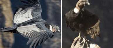 Los sueños se hacen realidad. 600 animales son libres de nuevo. Emocionante rescate: Avión solidario devuelve a casa a 600 animales silvestres