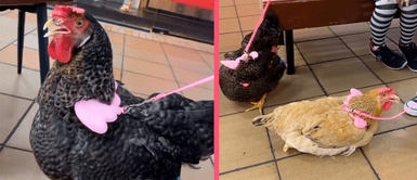 ¿Gallinas en fuga? Familia se vuelve viral en redes al llevar de paseo a sus gallinas al centro comercial ¿Gallinas en fuga? Familia se vuelve viral en redes al llevar de paseo a sus gallinas al centro comercial