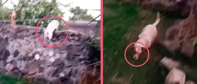 Perro se vuelve viral en redes por robarle a su vecino saltándose el muro que divide los hogares Perro se vuelve viral en redes por robarle a su vecino saltándose el muro que divide los hogares