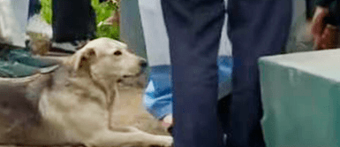 Hombre muere al caer a pozo y su fiel mascota se resiste a alejarse durante rescate Hombre muere al caer a pozo y su fiel mascota se rehúsa a alejarse durante rescate