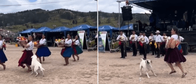 El perrito deslumbró con sus tiernos pasos de baile. Perrito estrella irrumpe en baile folclórico: "Firulais es el coreógrafo"