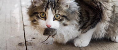 Gato lleva animales muertes a casa ¿Por qué tu gato te lleva animales muertos? Este es un acto más grande de amor