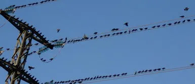 Aves en cables de alta tension ¿Por qué las aves no se electrocutan pese a pararse en los cables de alta tensión?