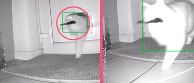 ¡Eligió el camino de la violencia! Tierno gatito ingresa a su hogar con una navaja en el hocico y se vuelve viral en redes ¡Eligió el camino de la violencia! Tierno gatito ingresa a su hogar con una navaja en el hocico y se vuelve viral en redes