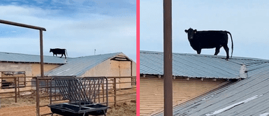 Vaca rompe el internet tras aparecer de la noche a la mañana en el techo de una granja: “¿Cómo llegó ahí arriba?” Vaca rompe el internet tras aparecer de la noche a la mañana en el techo de una granja: “¿Cómo llegó ahí arriba?”