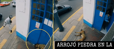 Perrito quedó en shock tras fuerte impacto. Escalofriante: Motociclista hiere a perrito con enorme piedra a plena luz del día