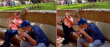 ¡Casi la mata de un susto! Iguana se sube al hombro de una mujer y termina saltando del susto: “Deje comer en paz a la iguana” ¡Casi la mata de un susto! Iguana se sube al hombro de una mujer y termina saltando del susto: “Deje comer en paz a la iguana”