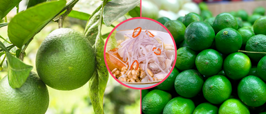 Limón Tahití la fruta de la selva que se impone al de Piura y es el preferido de cevicheros Limón Tahití la fruta de la selva que se impone al de Piura y es el preferido de cevicheros
