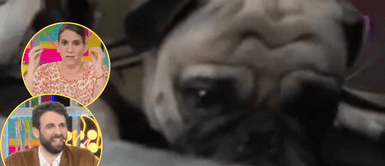 Perrito fue adoptado por agentes policiales. Gigi Mitre y Rodrigo González alzan su voz tras sentencia a agresor de Asap: "No debería tener una mascota nunca"