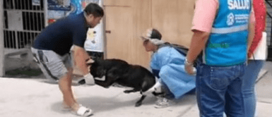 El perrito fue atacado por desalmado hombre. Perrito lucha por su vida tras brutal agresión con agua hirviendo en Nuevo Chimbote