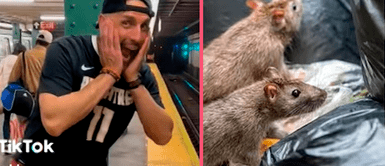 ¡Impresionante! Influencer ofrece tours para ver ratas en Nueva York ¡Impresionante! Influencer ofrece tours para ver ratas en Nueva York