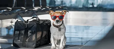 ¿Primer viaje con tu mascota? Esto debes tener en cuenta antes de viajar con tu 'perrhijo' ¿Primer viaje con tu mascota? Esto debes tener en cuenta antes de viajar con tu 'perrhijo'