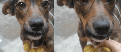 El perrito vivió algo inesperado en plena calle. Perrito con collar de limones se queda en la calle y sufre tremendo robo: "El verdadero gota a gota"