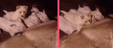 ¡Comida es comida! Cachorro imita a cerdos bebés para robarles comida y termina peleando por ella: “¿No tienes mamá?” ¡Comida es comida! Cachorro imita a cerdos bebés para robarles comida y termina peleando por ella: “¿No tienes mamá?”