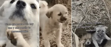 Perrito y sus cachorros se vuelven viral en las redes. Perrito y sus cachorros se vuelven viral en las redes.