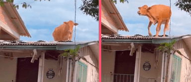 ¿Cómo llego ahí? Vaca se vuelve viral en redes tras aparecer en el techo de un humilde hogar ¿Cómo llego ahí? Vaca se vuelve viral en redes tras aparecer en el techo de un humilde hogar