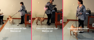 Maestra de la UNMSM lleva a su perrito a salón de clases y conmociona TikTok: "Ya quisiera una profe así" Maestra de la UNMSM lleva a su perro a salón de clases y conmociona TikTok: "Quiero una profe así"