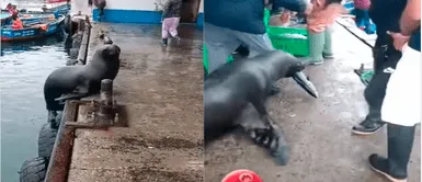 Lobo marino pasó por su cuota ante pescadores. Lobo marino pasó por su cuota ante pescadores.