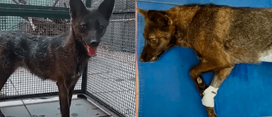 El primer híbrido de perro-zorro del mundo. El primer híbrido de perro-zorro del mundo.