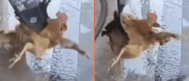 Gallinita indefensa se vuelve viral en redes sociales. Gallina siente el verdadero TERROR al ser alcanzada por la 'chancla voladora': "Mi mamá contigo"
