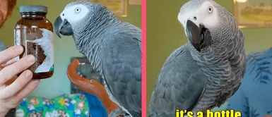 ¡Sabe el nombre de todo! Loro sorprende a usuarios con increíble habilidad mental: “Deberías enviarlo a la universidad” ¡Sabe el nombre de todo! Loro sorprende a usuarios con increíble habilidad mental: “Deberías enviarlo a la universidad”