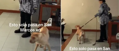 El video del perrito se volvió viral en redes sociales. Profesora de San Marcos llega al aula con su perrito y sorprende en redes sociales