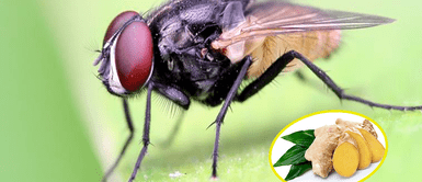 El kion no solo tiene propiedades para la salud, sino un intenso aroma que aleja a las moscas. Ahuyenta a las moscas con jengibre con esto sencillos pasos