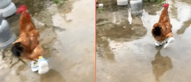 Gallo enterneció en redes sociales Gallo luce curiosas zapatillas y corre más rápido que nunca