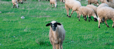 Todo un rebaño de ovejas se comió 100 kilos de cannabis: "No sé si es para reír o llorar" Todo un rebaño de ovejas se comió 100 kilos de cannabis: "No sé si es para reír o llorar"